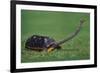 Very Curious Turtle-DLILLC-Framed Photographic Print