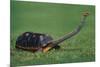 Very Curious Turtle-DLILLC-Mounted Photographic Print