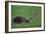 Very Curious Turtle-DLILLC-Framed Photographic Print