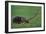 Very Curious Turtle-DLILLC-Framed Photographic Print