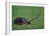 Very Curious Turtle-DLILLC-Framed Photographic Print