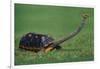 Very Curious Turtle-DLILLC-Framed Photographic Print