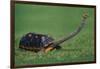 Very Curious Turtle-DLILLC-Framed Photographic Print