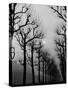 Very Foggy Mood Shot Including Chestnut Trees-Thomas D^ Mcavoy-Stretched Canvas