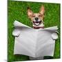 Very Funny Dog-Javier Brosch-Mounted Photographic Print