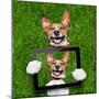 Very Funny Dog-Javier Brosch-Mounted Photographic Print