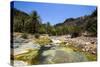 Very Green Pond in a Valley in the Dixsam Plateau on the Island of Socotra, Yemen, Middle East-Michael Runkel-Stretched Canvas