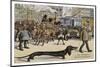 Very Long Dachshund Causes a Problem for Traffic When It Crosses the Road with His Owner-null-Mounted Photographic Print