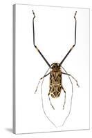 Very Long Legged Beetle from Peru Acrocinus Longimanus-Darrell Gulin-Stretched Canvas