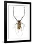 Very Long Legged Beetle from Peru Acrocinus Longimanus-Darrell Gulin-Framed Photographic Print