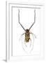 Very Long Legged Beetle from Peru Acrocinus Longimanus-Darrell Gulin-Framed Photographic Print