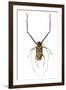 Very Long Legged Beetle from Peru Acrocinus Longimanus-Darrell Gulin-Framed Photographic Print