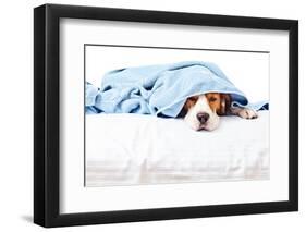 Very Much Sick Dog-igorr-Framed Photographic Print