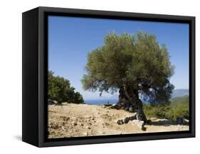 Very Old Olive Tree, Kefalonia (Cephalonia), Ionian Islands, Greece-R H Productions-Framed Stretched Canvas