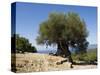 Very Old Olive Tree, Kefalonia (Cephalonia), Ionian Islands, Greece-R H Productions-Stretched Canvas