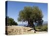 Very Old Olive Tree, Kefalonia (Cephalonia), Ionian Islands, Greece-R H Productions-Stretched Canvas