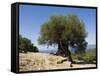 Very Old Olive Tree, Kefalonia (Cephalonia), Ionian Islands, Greece-R H Productions-Framed Stretched Canvas