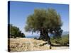 Very Old Olive Tree, Kefalonia (Cephalonia), Ionian Islands, Greece-R H Productions-Stretched Canvas