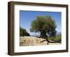 Very Old Olive Tree, Kefalonia (Cephalonia), Ionian Islands, Greece-R H Productions-Framed Photographic Print