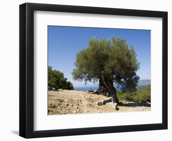 Very Old Olive Tree, Kefalonia (Cephalonia), Ionian Islands, Greece-R H Productions-Framed Photographic Print