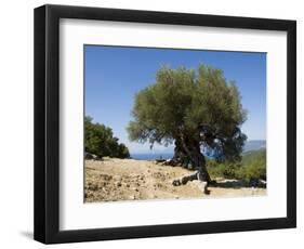 Very Old Olive Tree, Kefalonia (Cephalonia), Ionian Islands, Greece-R H Productions-Framed Photographic Print