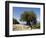 Very Old Olive Tree, Kefalonia (Cephalonia), Ionian Islands, Greece-R H Productions-Framed Photographic Print