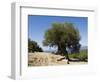 Very Old Olive Tree, Kefalonia (Cephalonia), Ionian Islands, Greece-R H Productions-Framed Photographic Print