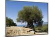 Very Old Olive Tree, Kefalonia (Cephalonia), Ionian Islands, Greece-R H Productions-Mounted Photographic Print