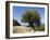 Very Old Olive Tree, Kefalonia (Cephalonia), Ionian Islands, Greece-R H Productions-Framed Photographic Print