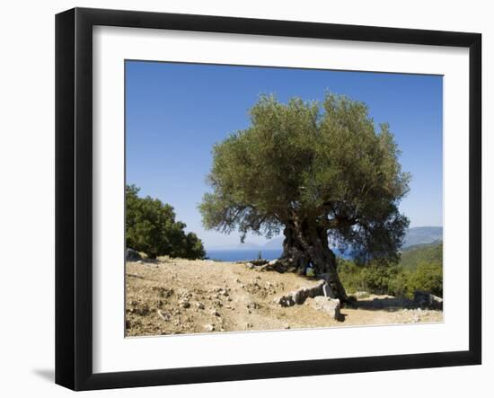 Very Old Olive Tree, Kefalonia (Cephalonia), Ionian Islands, Greece-R H Productions-Framed Photographic Print