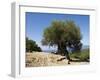 Very Old Olive Tree, Kefalonia (Cephalonia), Ionian Islands, Greece-R H Productions-Framed Photographic Print