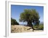 Very Old Olive Tree, Kefalonia (Cephalonia), Ionian Islands, Greece-R H Productions-Framed Photographic Print