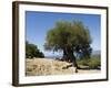 Very Old Olive Tree, Kefalonia (Cephalonia), Ionian Islands, Greece-R H Productions-Framed Photographic Print