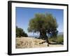 Very Old Olive Tree, Kefalonia (Cephalonia), Ionian Islands, Greece-R H Productions-Framed Photographic Print