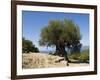 Very Old Olive Tree, Kefalonia (Cephalonia), Ionian Islands, Greece-R H Productions-Framed Photographic Print