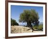 Very Old Olive Tree, Kefalonia (Cephalonia), Ionian Islands, Greece-R H Productions-Framed Photographic Print