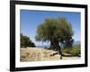 Very Old Olive Tree, Kefalonia (Cephalonia), Ionian Islands, Greece-R H Productions-Framed Photographic Print