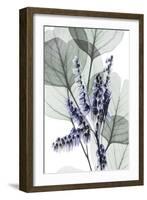 Very Peri Eucalyptus 1-Albert Koetsier-Framed Art Print