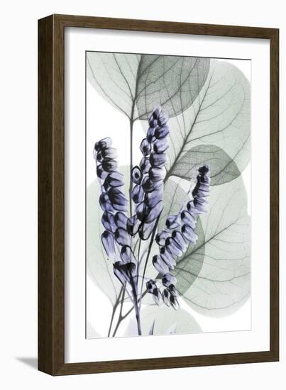 Very Peri Eucalyptus 2-Albert Koetsier-Framed Art Print