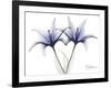 Very Peri Lily-Albert Koetsier-Framed Art Print