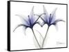 Very Peri Lily-Albert Koetsier-Framed Stretched Canvas