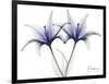 Very Peri Lily-Albert Koetsier-Framed Art Print