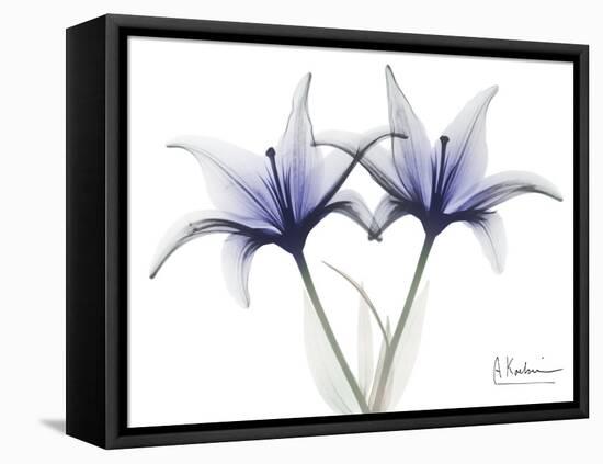 Very Peri Lily-Albert Koetsier-Framed Stretched Canvas