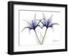 Very Peri Lily-Albert Koetsier-Framed Art Print