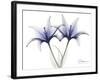 Very Peri Lily-Albert Koetsier-Framed Art Print