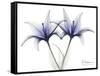 Very Peri Lily-Albert Koetsier-Framed Stretched Canvas