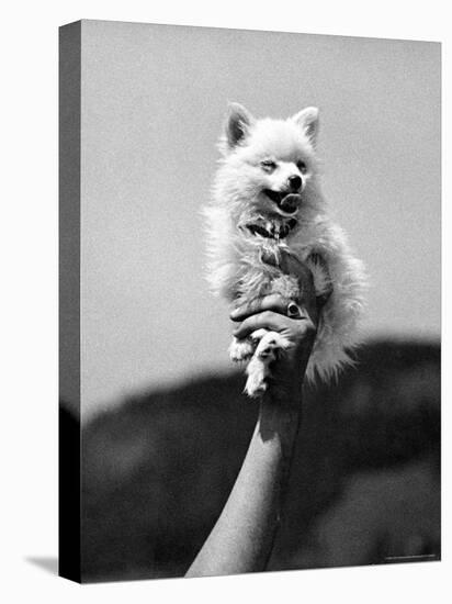 Very Small Dog Being Held Up by One Hand-Alfred Eisenstaedt-Stretched Canvas