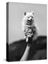 Very Small Dog Being Held Up by One Hand-Alfred Eisenstaedt-Stretched Canvas