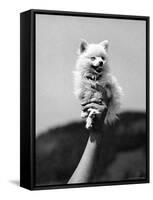 Very Small Dog Being Held Up by One Hand-Alfred Eisenstaedt-Framed Stretched Canvas