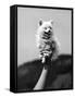 Very Small Dog Being Held Up by One Hand-Alfred Eisenstaedt-Framed Stretched Canvas